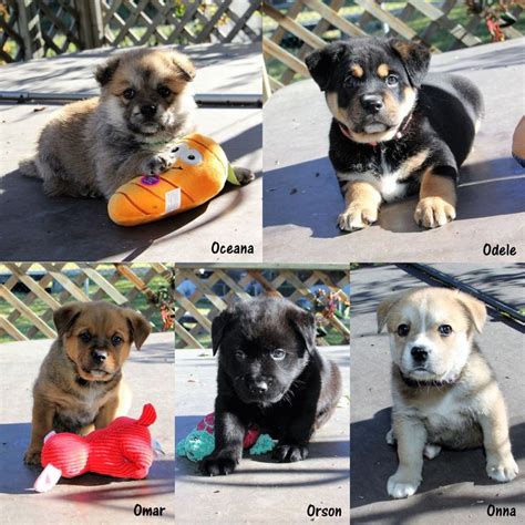General For Sale - By Owner "puppies" for sale in Orlando, FL. . Craigslist orlando fl pets